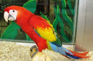 Bird Paradise digital 007 fixed