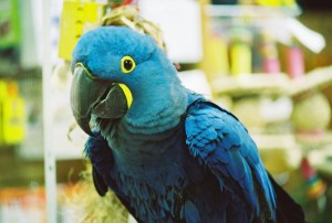 Macaw