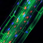 microscp.flourescnt.proteins